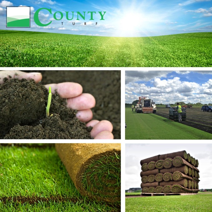 County Turf Ltd County Turf Ltd